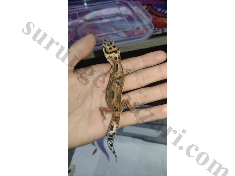 Wild Thor Leopard Gecko (Yavru)